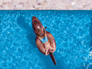 Gigantic T-Rex 2-3 Person Pool Float