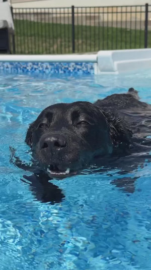 Inflatable Dog Pool Float Large Size