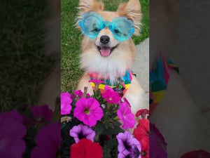 Inflatable Pet Float PoolCandy